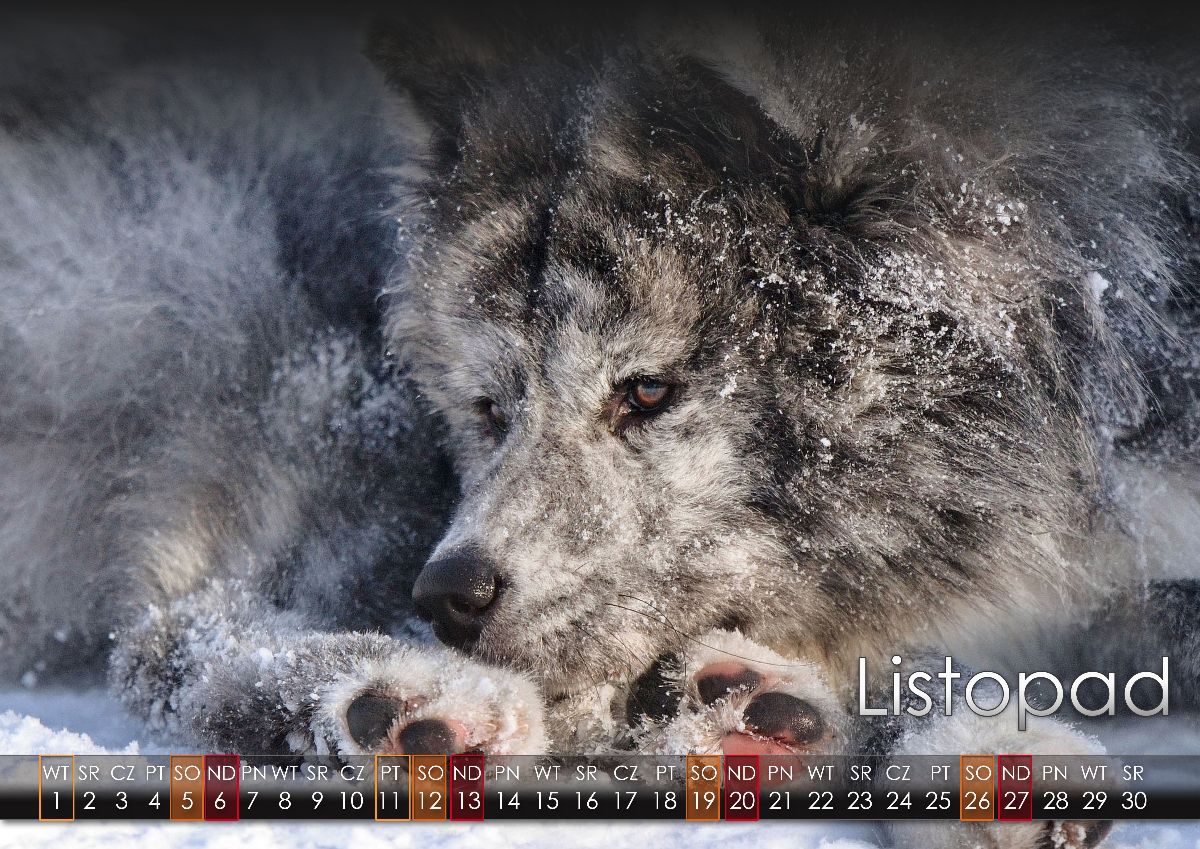 11 Listopad2022 copy